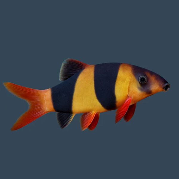 Catfish food