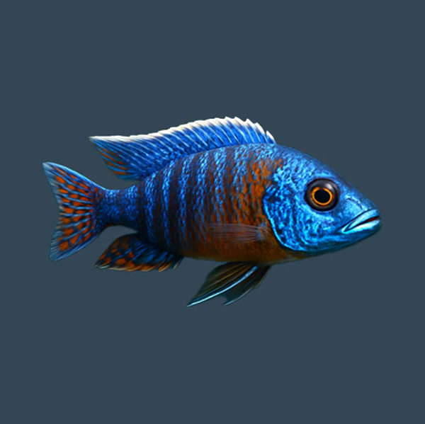 Cichlid food