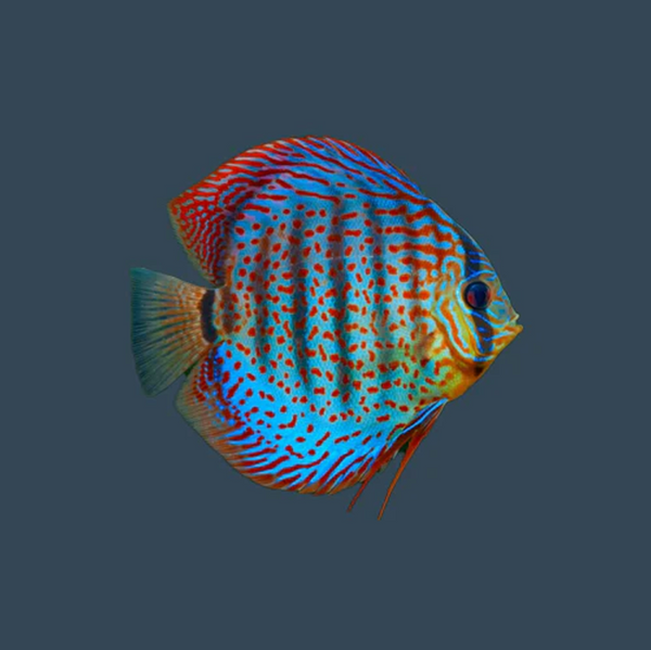 Discus food