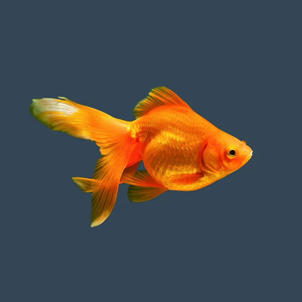 Goldfish food