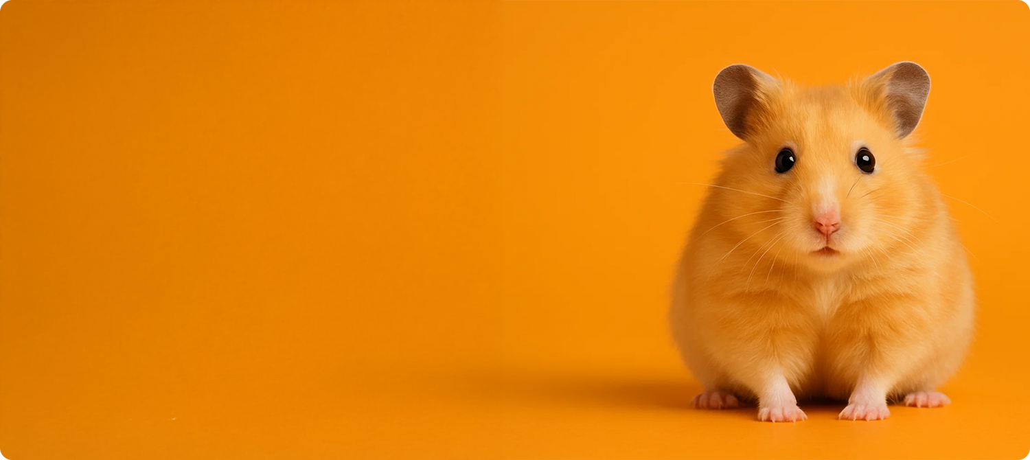 Hamster