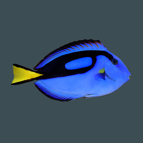 Herbal food marine
