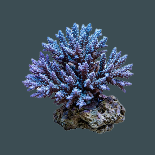 Invertebrate food