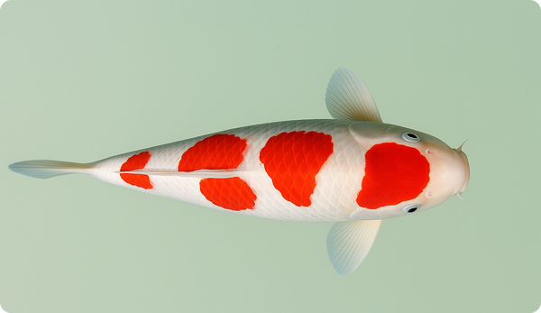 Koi & Pond