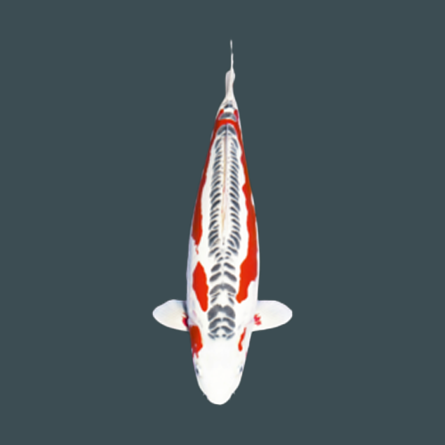 Koi Professional