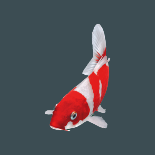 Koi food