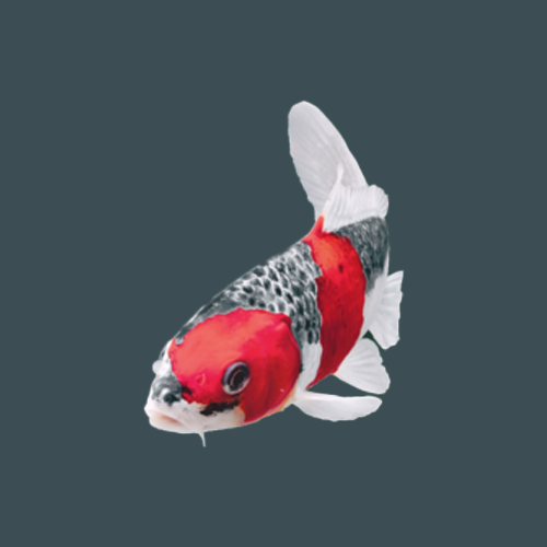 Pond fish food