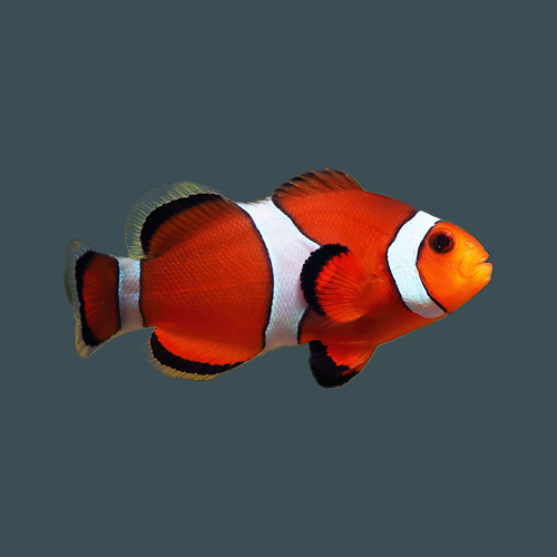 Staple food marine