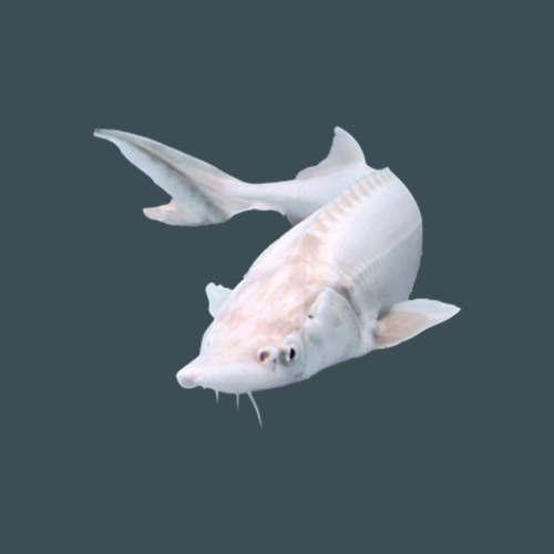 Sturgeon food
