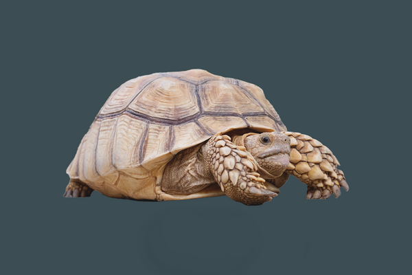 Tortoise
