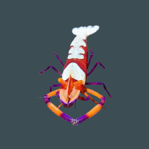 Treats marine