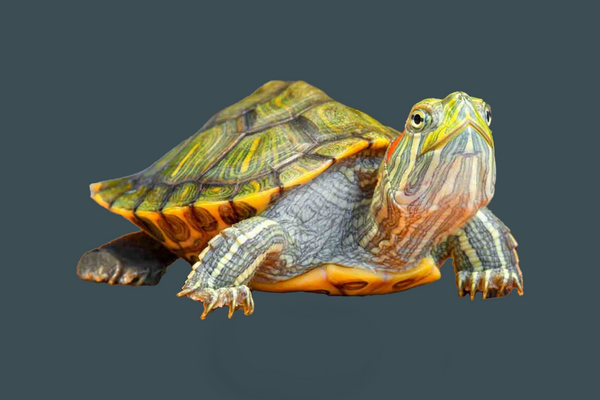 Turtle
