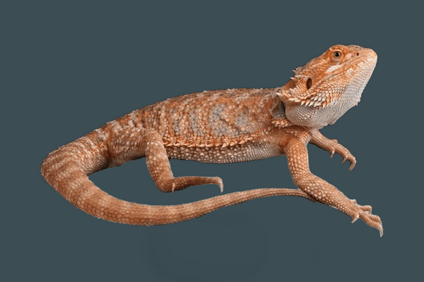 Bearded dragon