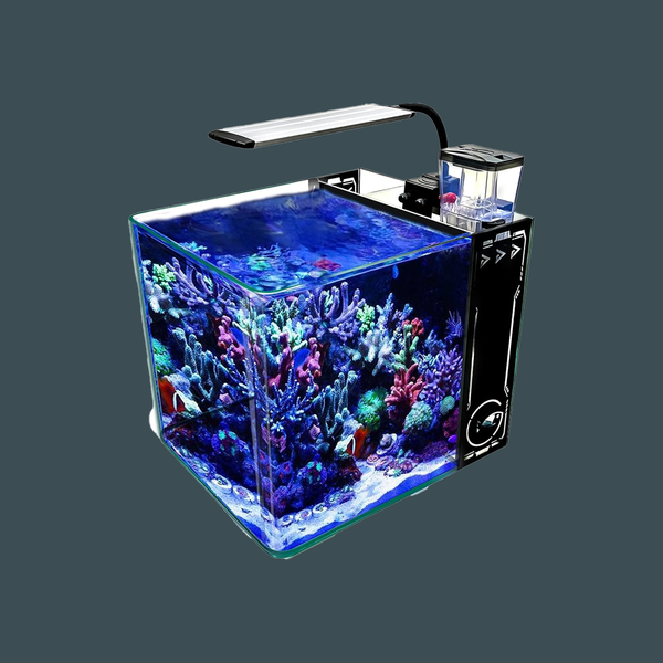 aquarium marine
