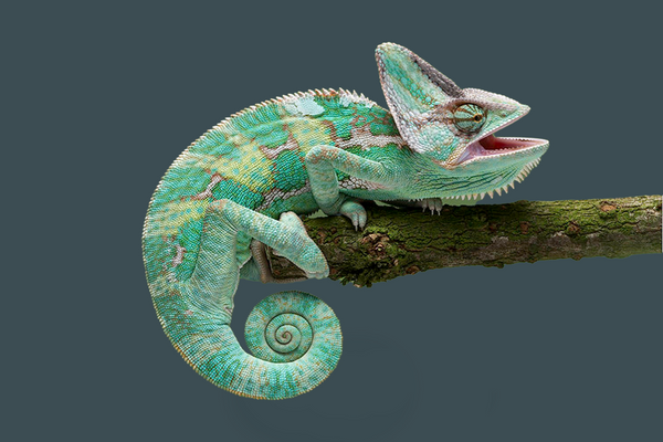 Reptile
