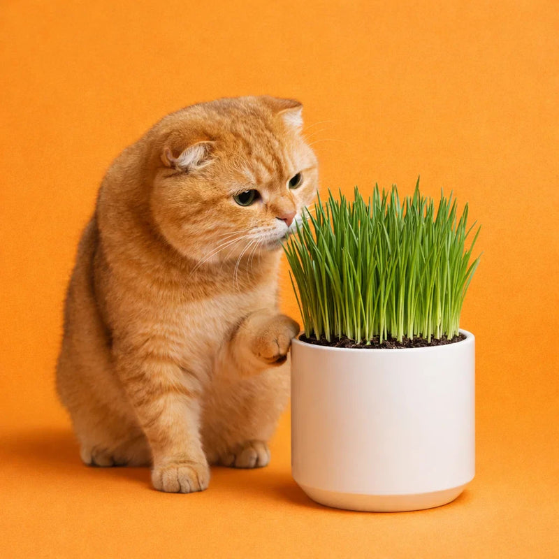 Catnip & Cat Grass
