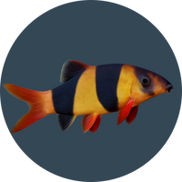 Catfish and loach food