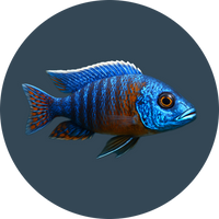Cichlid food