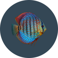 Discus food