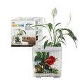 Dophi Betta Tank BT119
