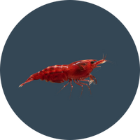 Food for shrimps and other crustaceans