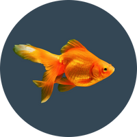 Goldfish food