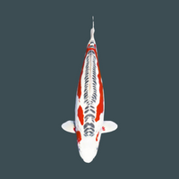 koi Professional