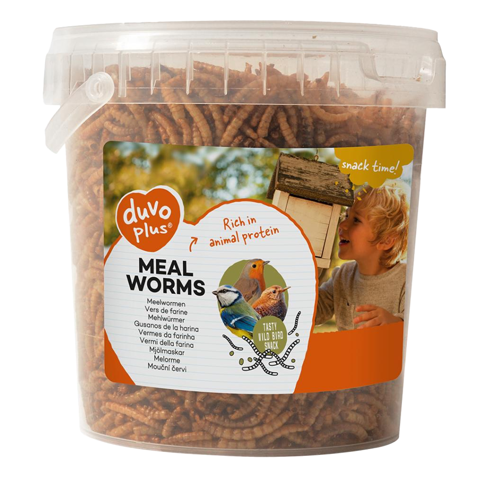 Meal worms