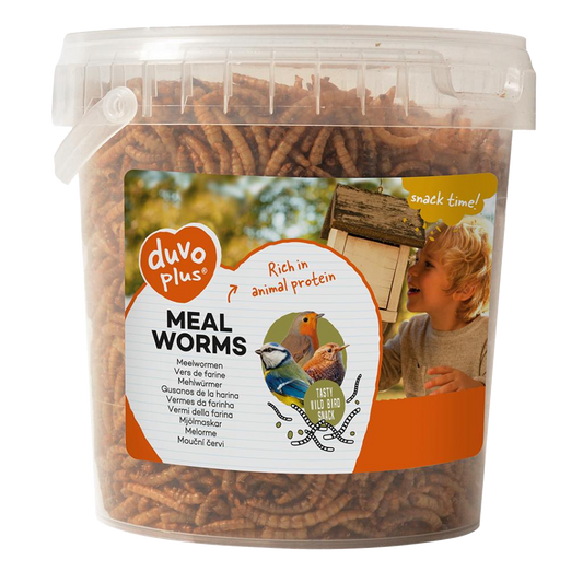 Meal worms