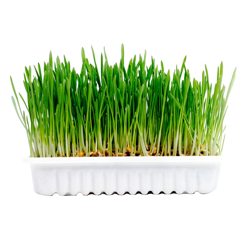 Rabbit & small animal grass kit