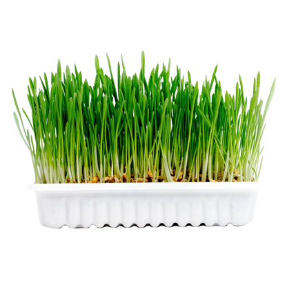 Rabbit & small animal grass kit