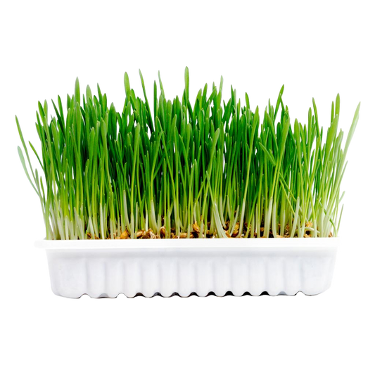 Rabbit & small animal grass kit