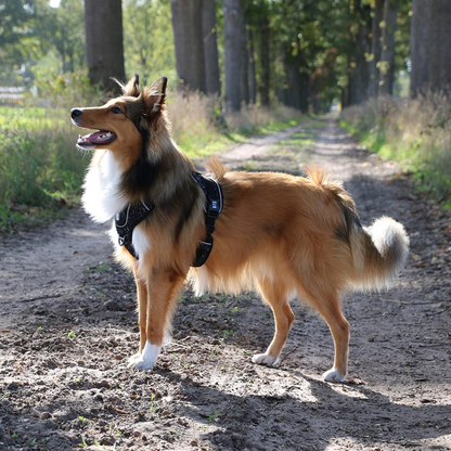 Ultimate Fit No-Pull harness Fashion