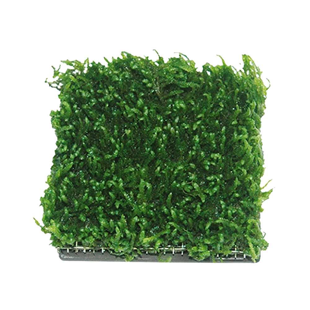 Water Plant Cultivation Ceramic ( 5cm x 5cm )