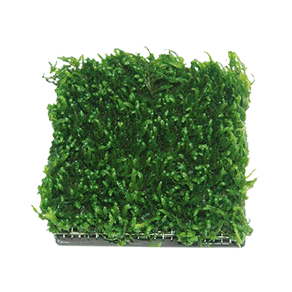 Water Plant Cultivation Ceramic ( 5cm x 5cm )