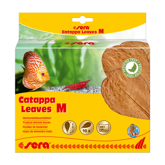 sera Catappa Leaves