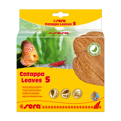 sera Catappa Leaves