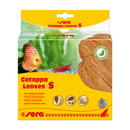 sera Catappa Leaves